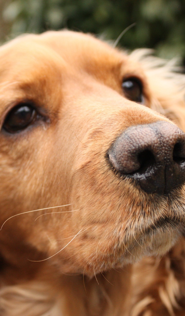 Грустный английский кокер-спаниель