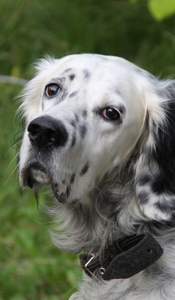 Грустный английский сеттер