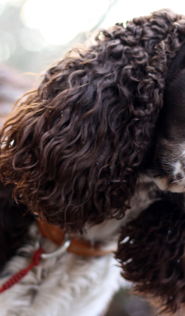 Грустный английский спрингер-спаниель