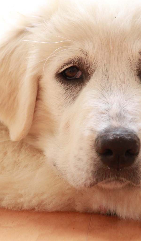 Грустная большая пиренейская собака лежит на полу