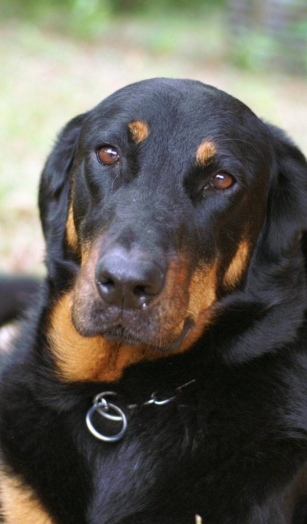 Грустный взрослый босерон лежит на траве