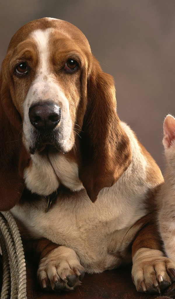 Грустный бассет-хаунд и котёнок