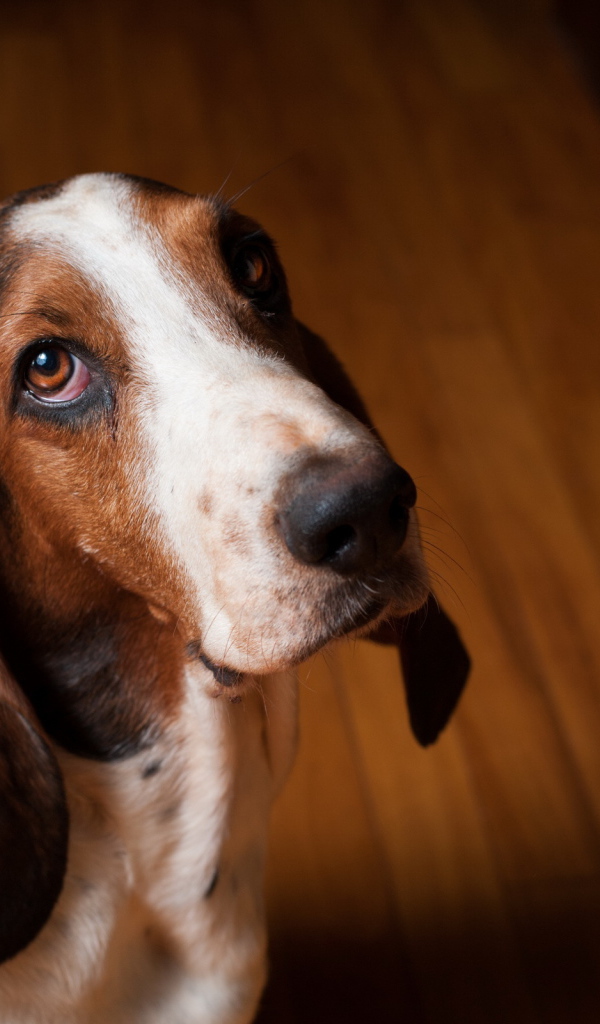 Грустный бассет-хаунд смотрит на фотографа