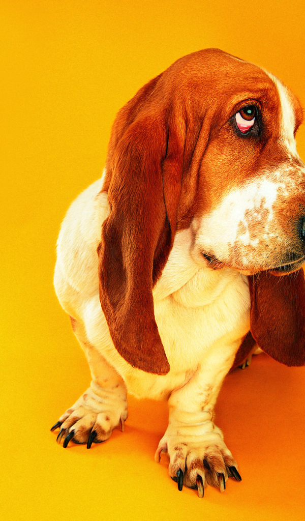 Грустный бассет-хаунд на оранжевом фоне