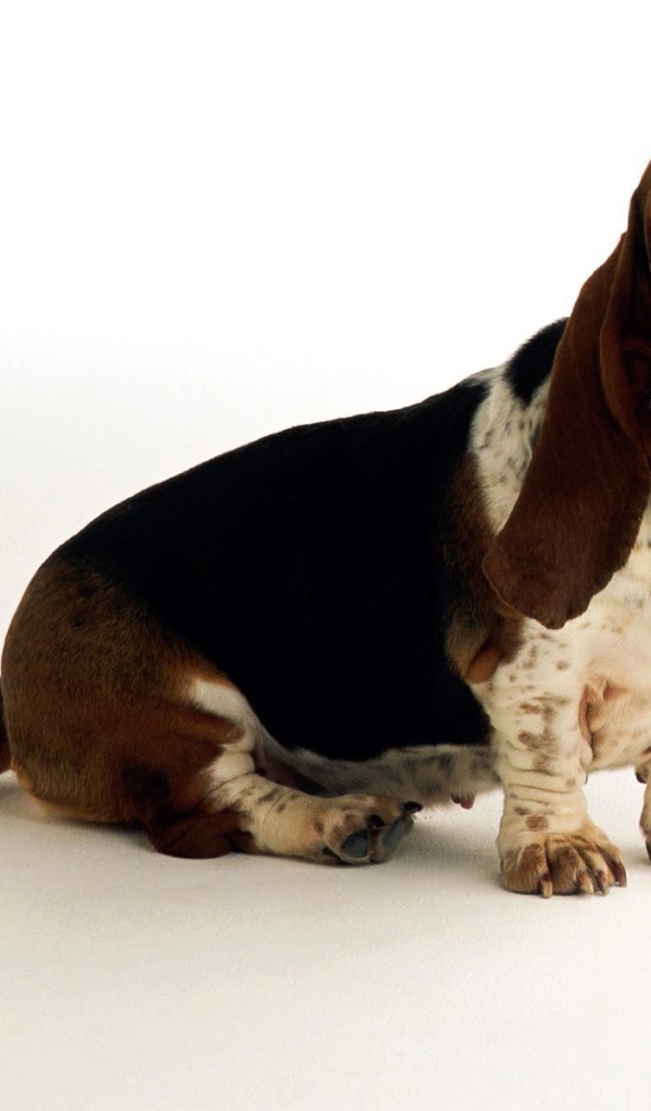 Грустный бассет-хаунд на белом фоне