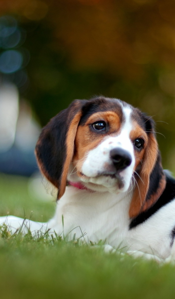 Грустная собака породы бигль лежит на траве