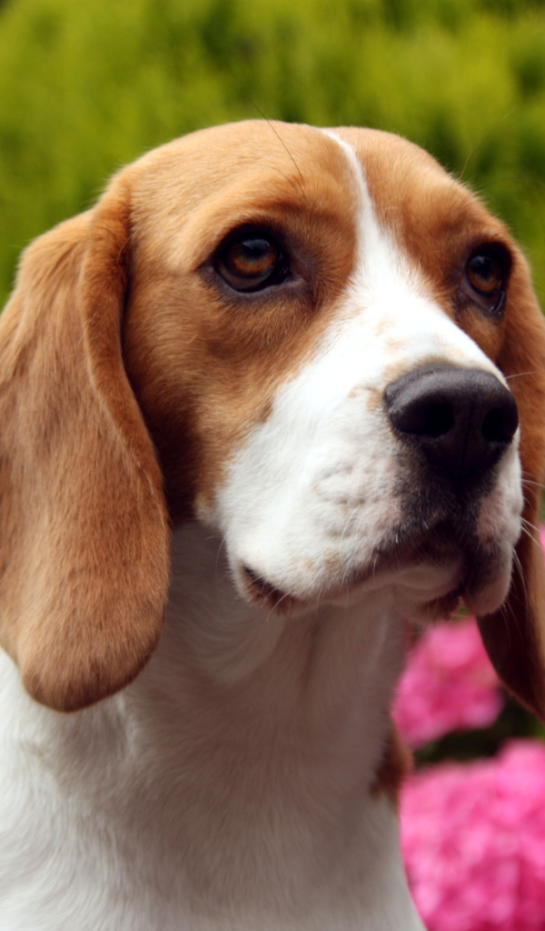 Грустная собака породы бигль на фоне цветов