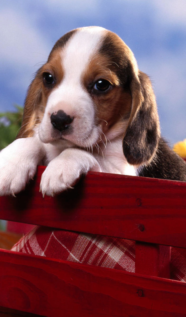 Грустный щенок породы бигль в красной тележке