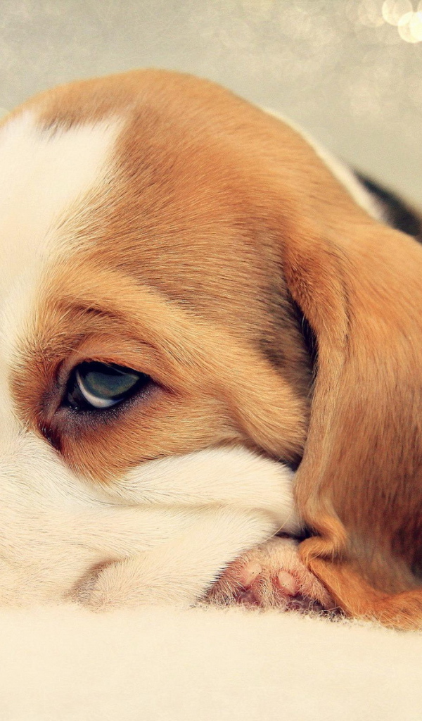 Грустный щенок бигль уткнулся носом в кровать