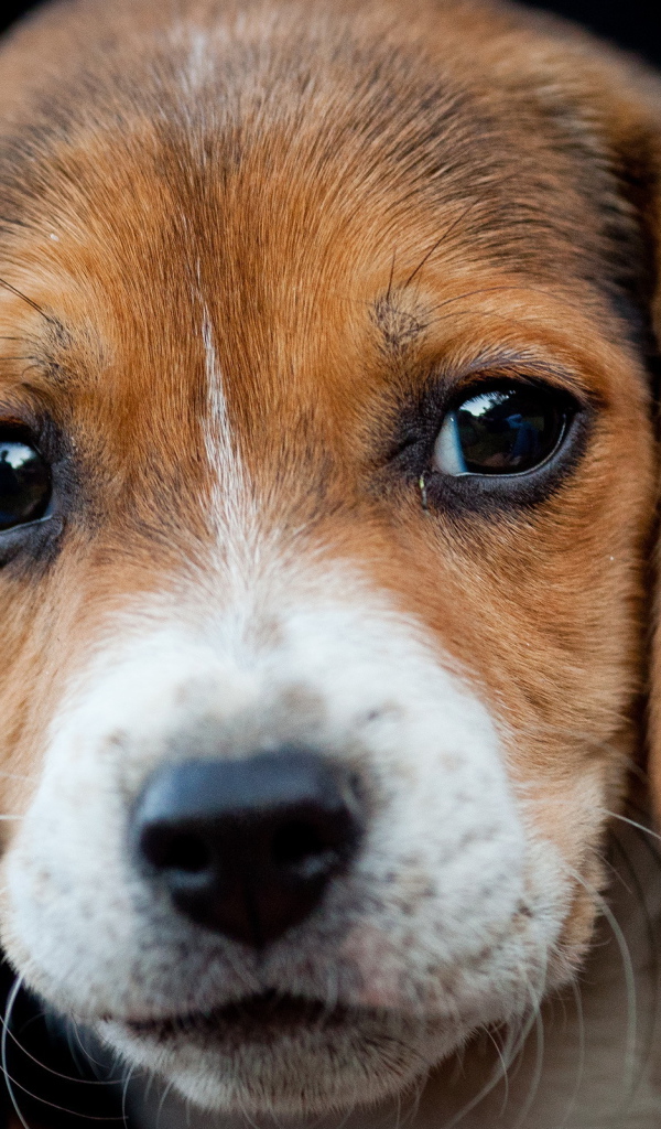 Грустный щенок бигль на чёрном фоне