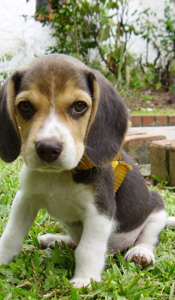 Sad beagle puppy on lawn