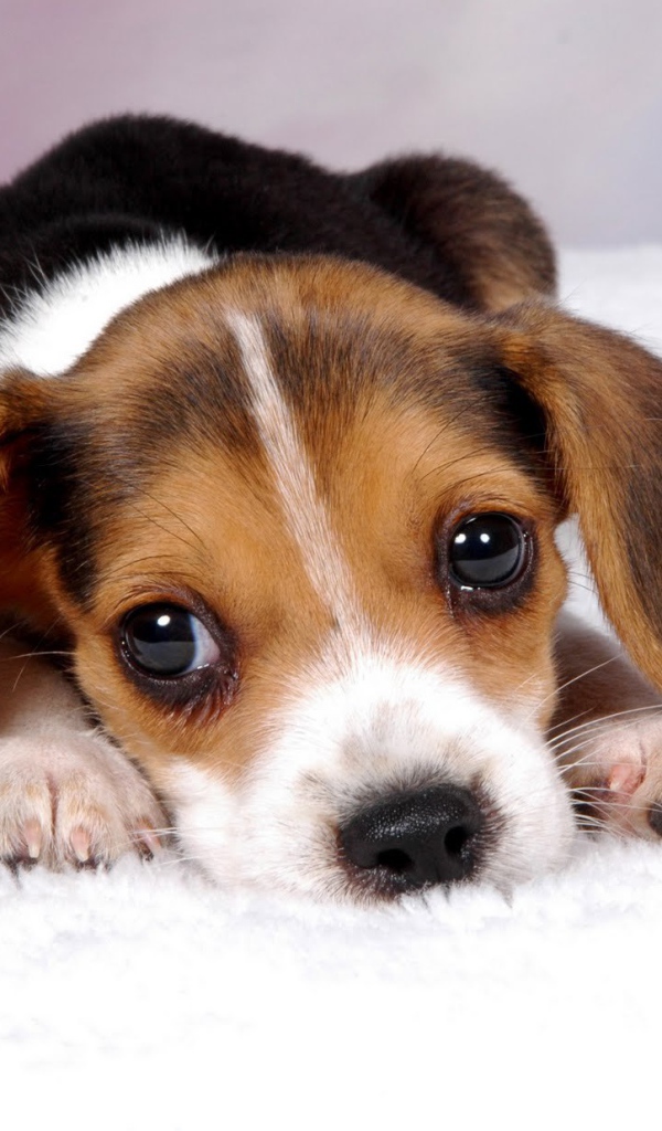 Грустный щенок породы бигль ждёт маму