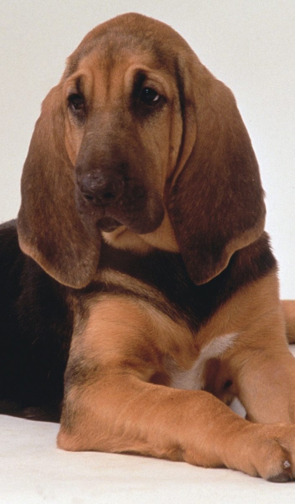 Грустный бладхаунд лежит на белом фоне