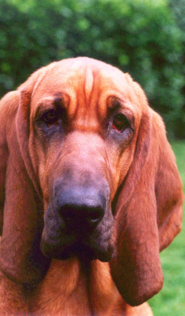 Грустный бладхаунд на фоне кустов