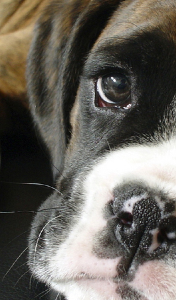 Грустный боксёр крупным планом