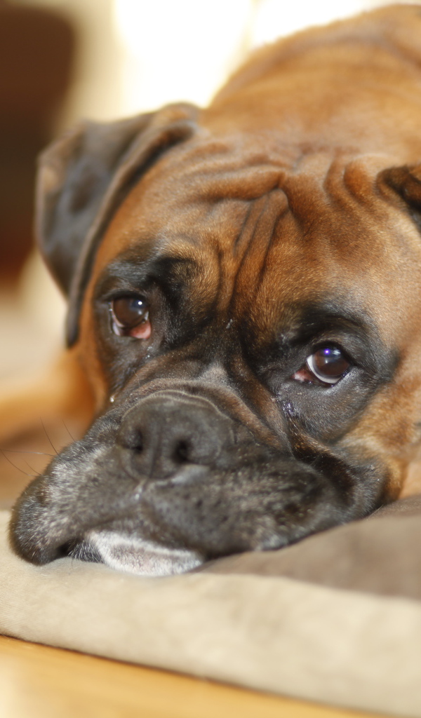 Грустный боксёр лежит на своём месте