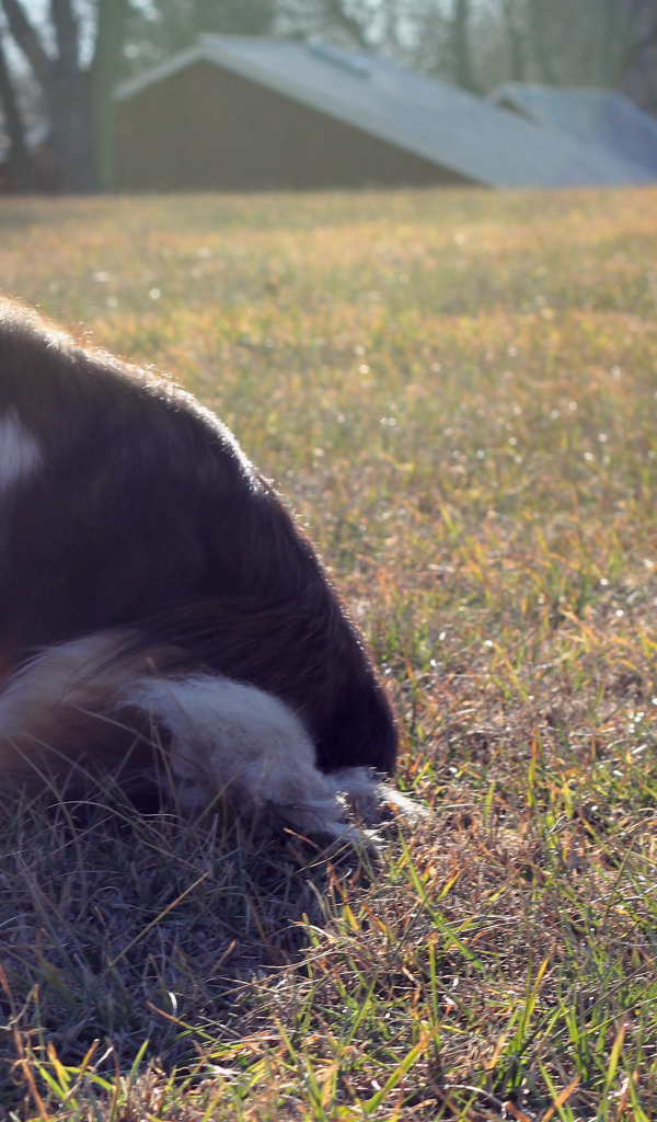 Грустная собака породы шелти