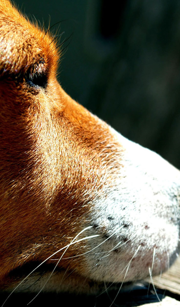 Грустная собака породы басенджи