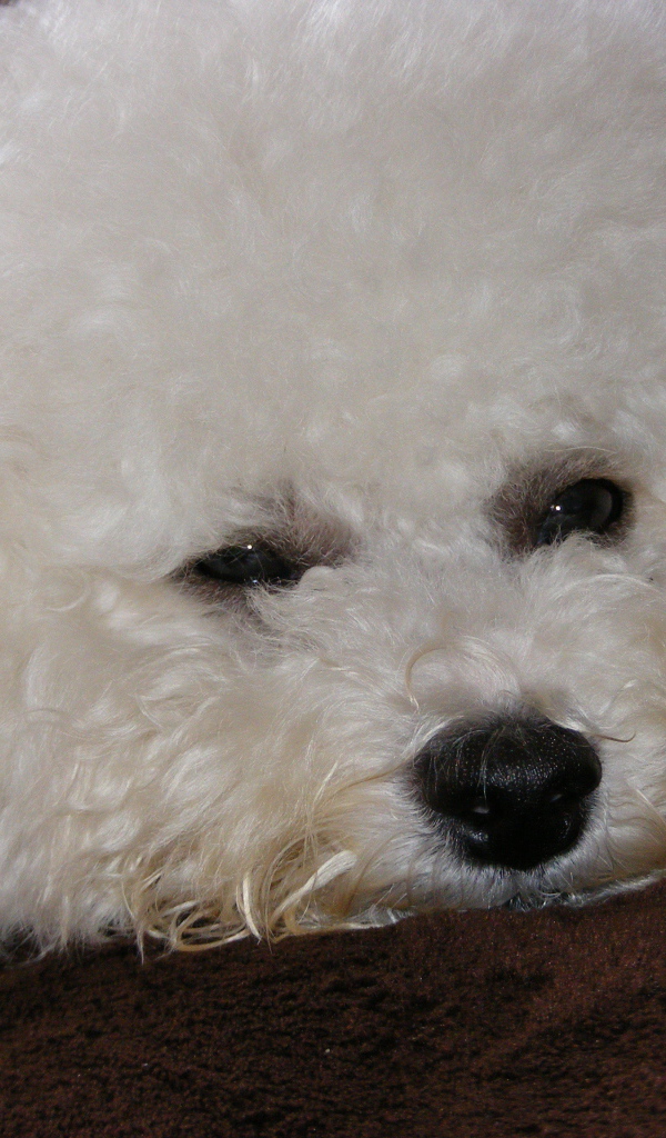 Грустная собака породы бишон-фриз