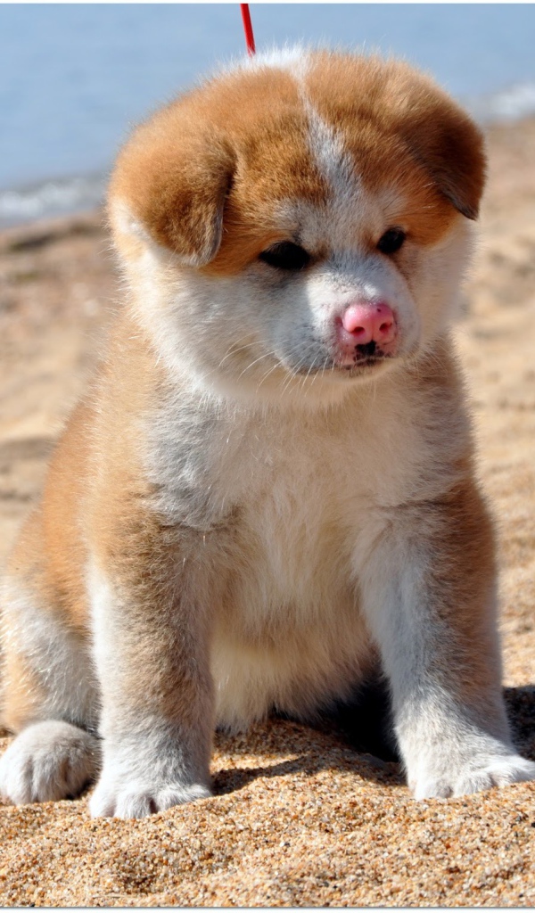 Sad puppy Akita Inu on the sand