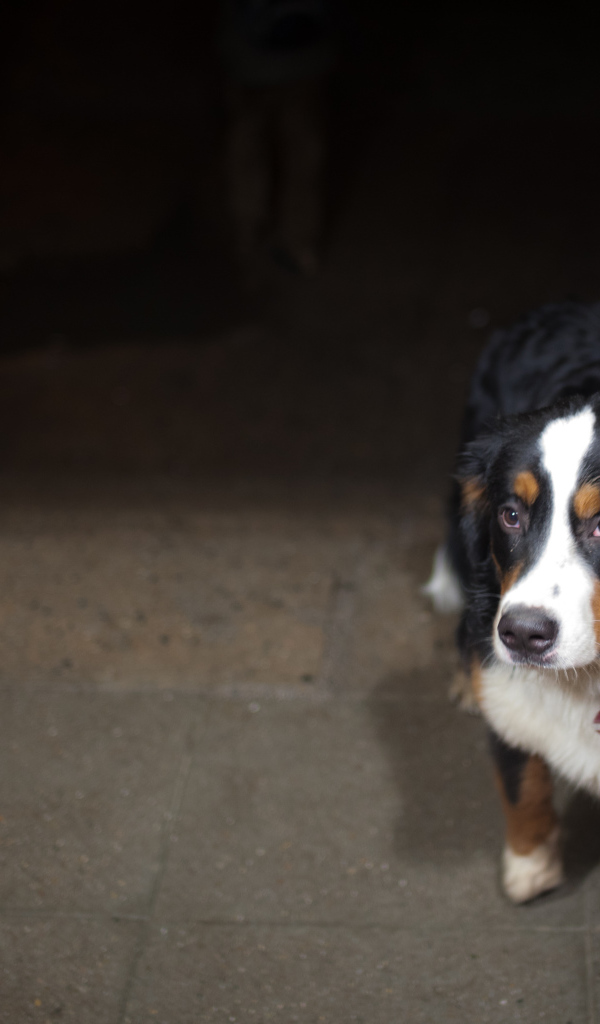 Грустный щенок бернской пастушьей собаки