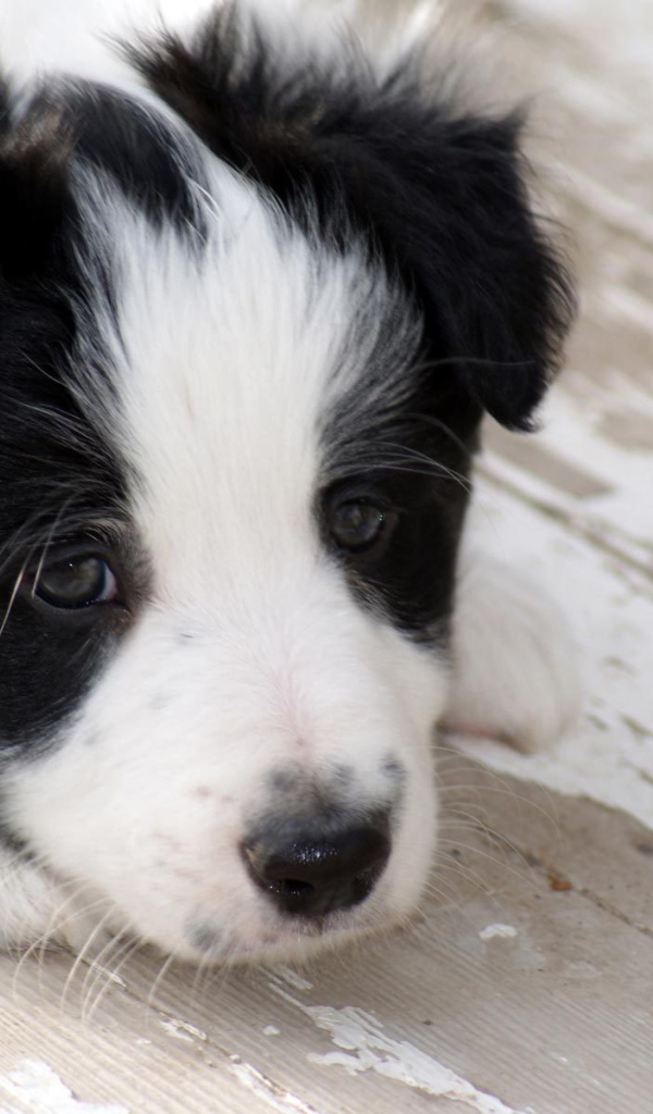 Грустный щенок бордер-колли