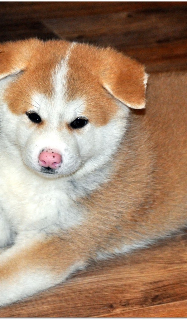 Грустный щенок акита-ину