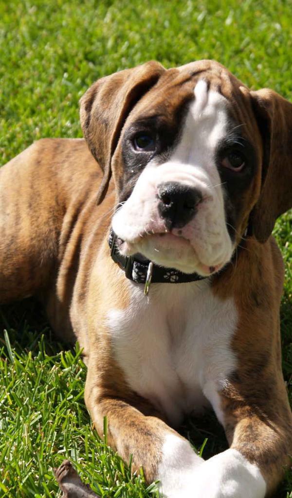 Грустный щенок боксёра лежит на газоне