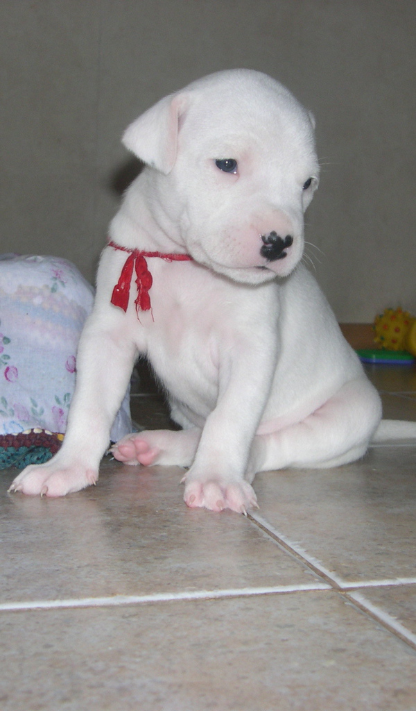 Грустный щенок аргентинского дога