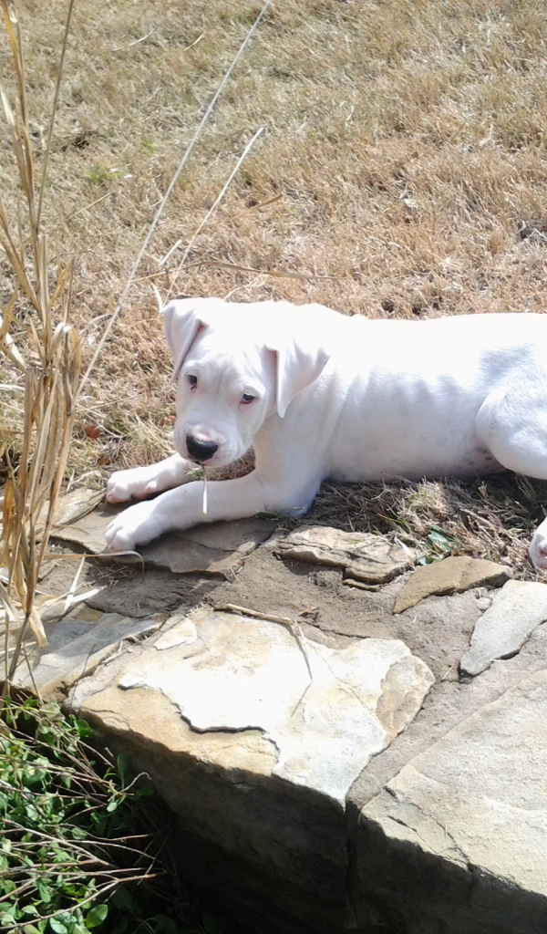 Грустный молодой аргентинский дог