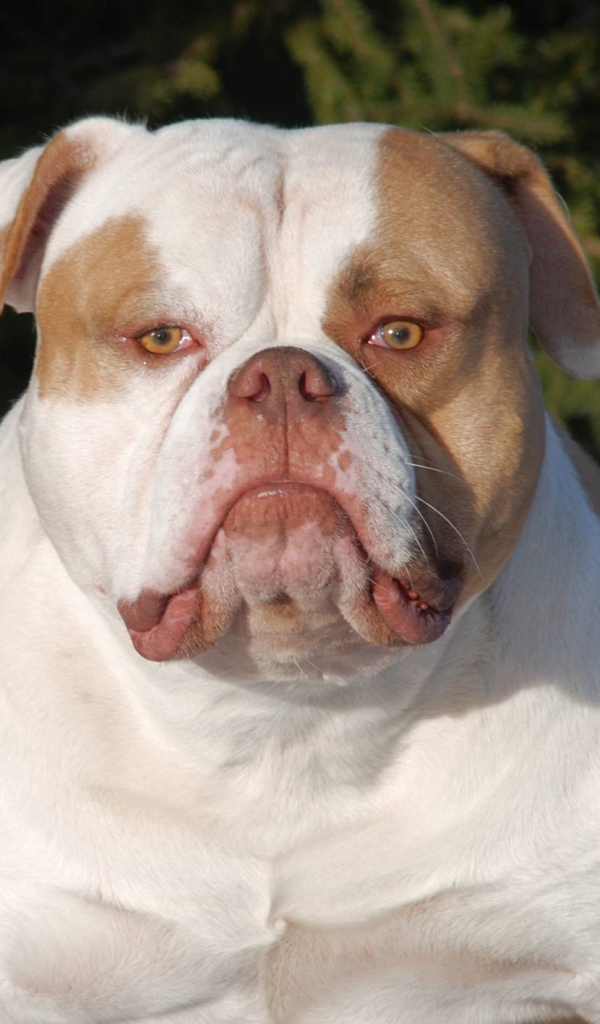 Серьёзный американский бульдог