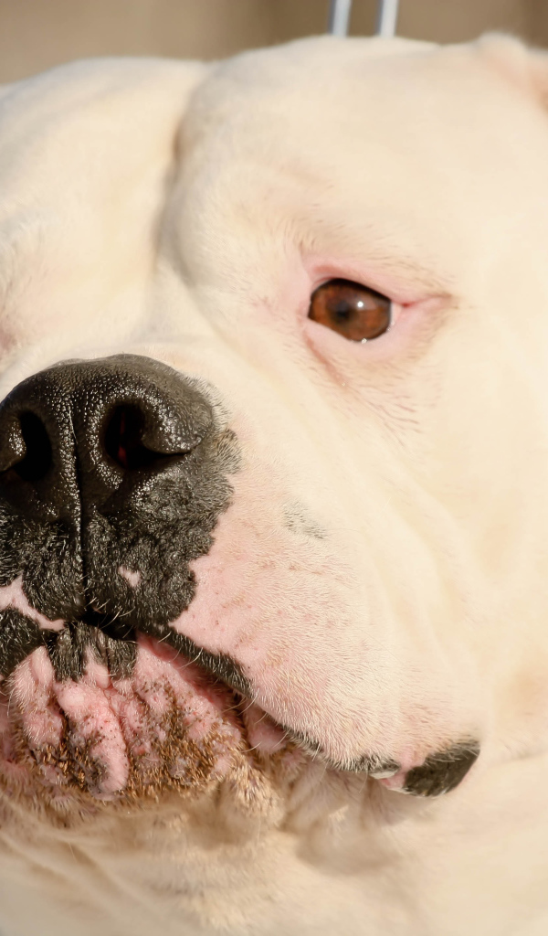 Серьёзный американский бульдог крупным планом