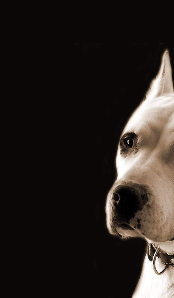 Серьёзный аргентинский дог на чёрном фоне