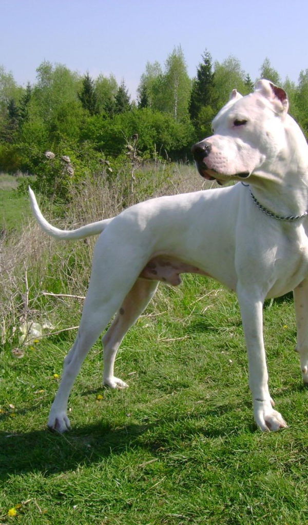 Серьёзный аргентинский дог на холме