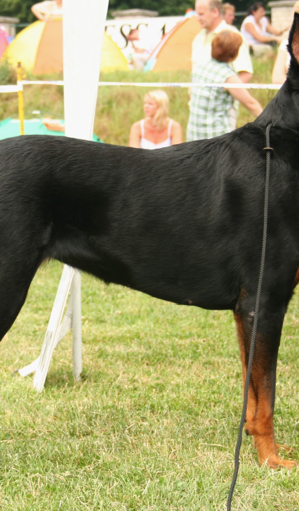 Серьёзный красивый босерон на собачьей выставке