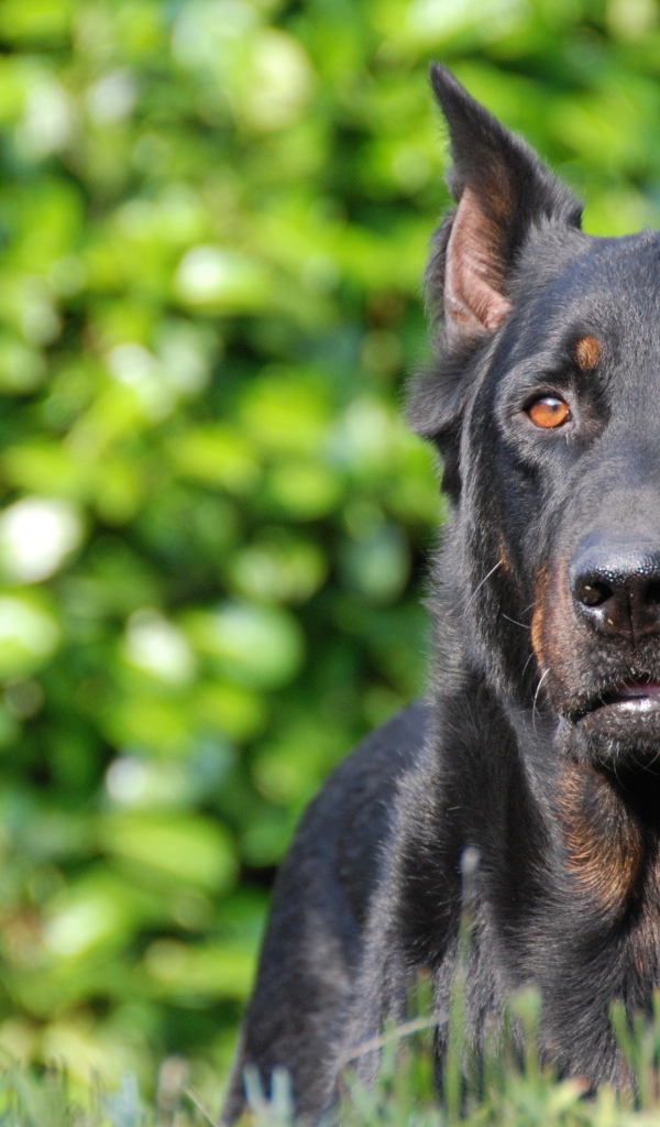 Серьёзный красивый босерон на фоне листвы