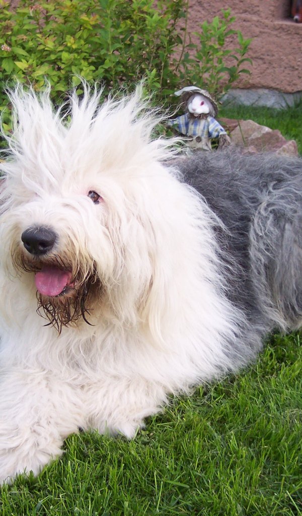 Лохматая собака породы бобтейл