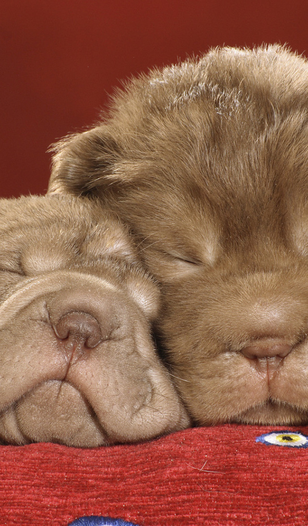 Шарпей щенки спят на красной ковровой дорожке