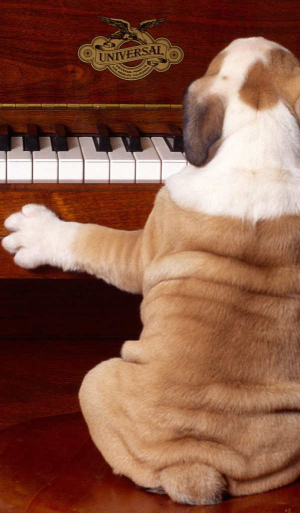 Шарпей щенок играет на пианине
