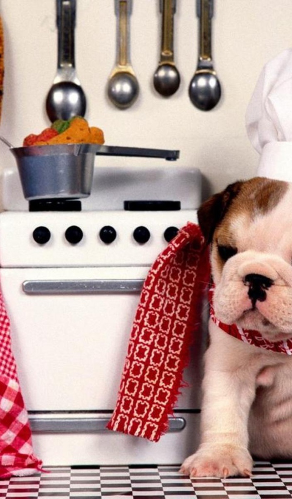 Шеф Шарпей на кухне