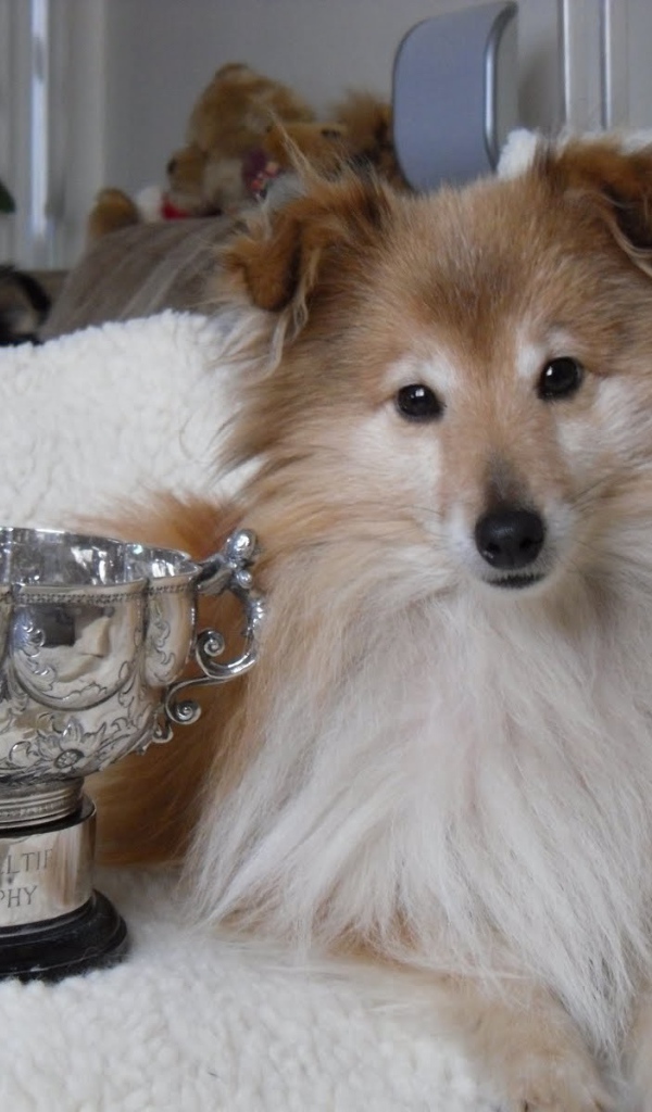 Собака породы шелти и её награда