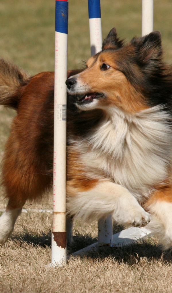 Собака породы шелти выполняет команды