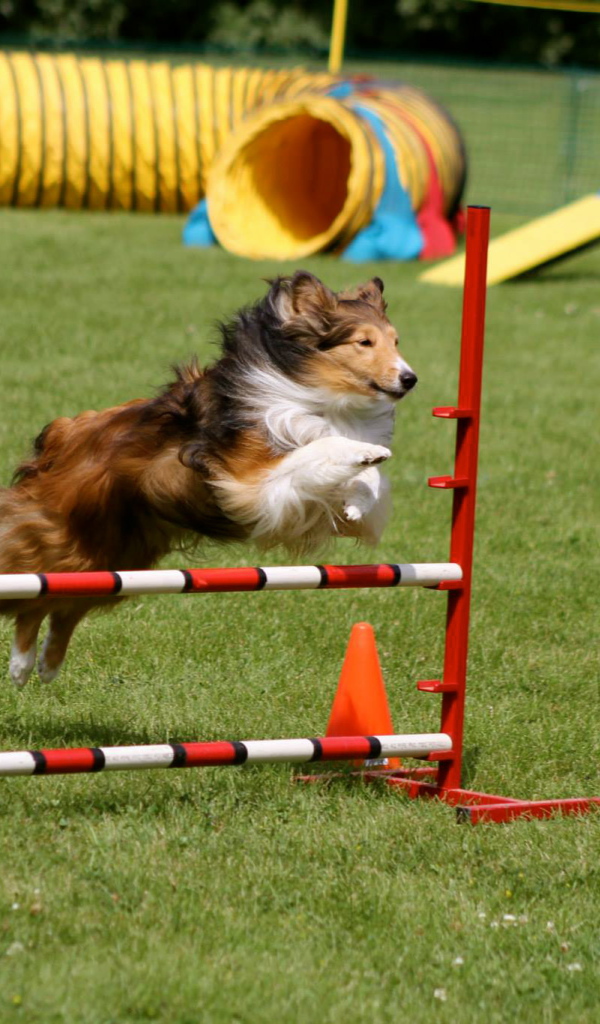 Собака породы шелти выполняет команду барьер