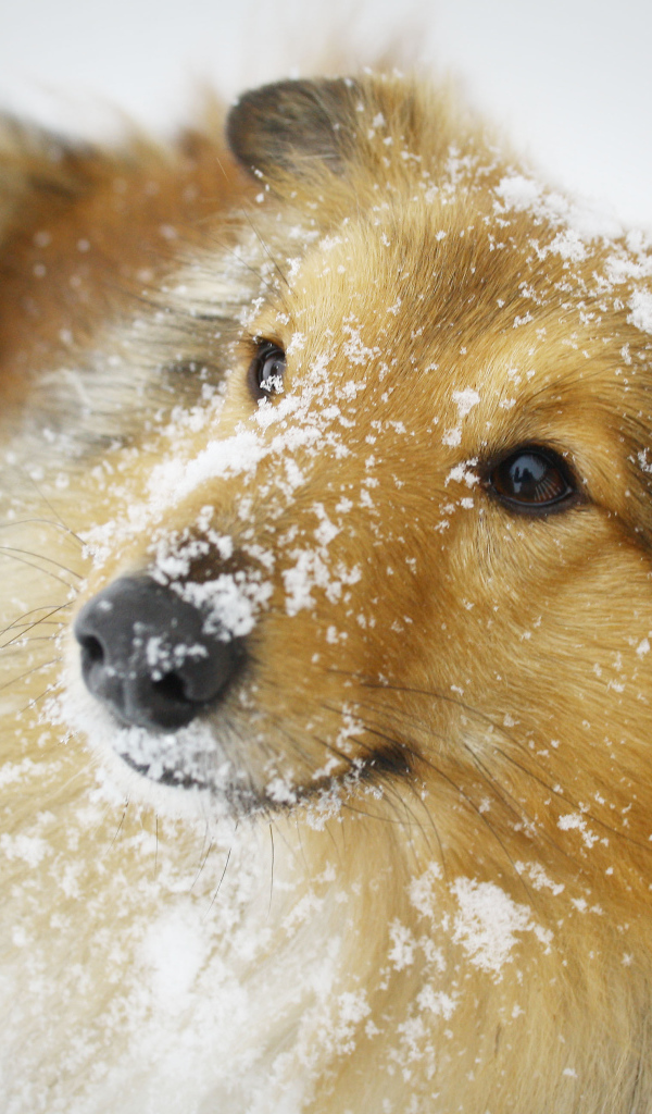 Собака породы шелти в снегу