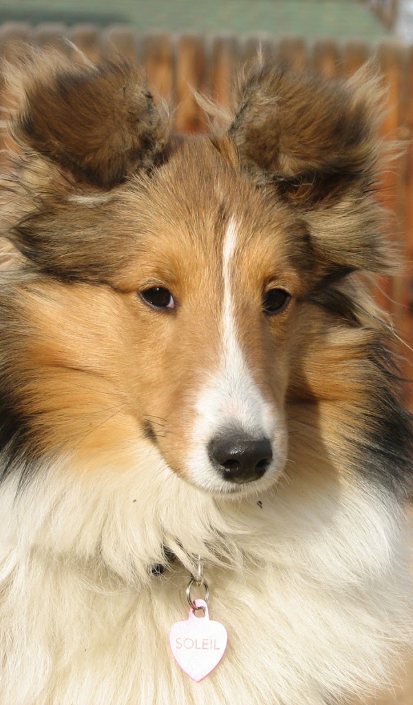 Собака породы шелти по имени Солейл