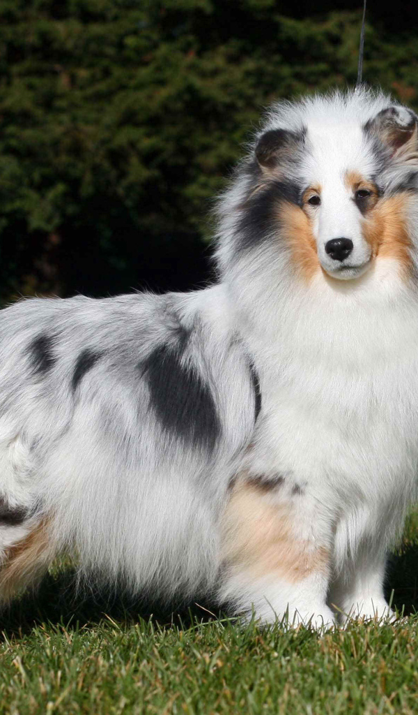 Sheltie breed dog posing on forest background