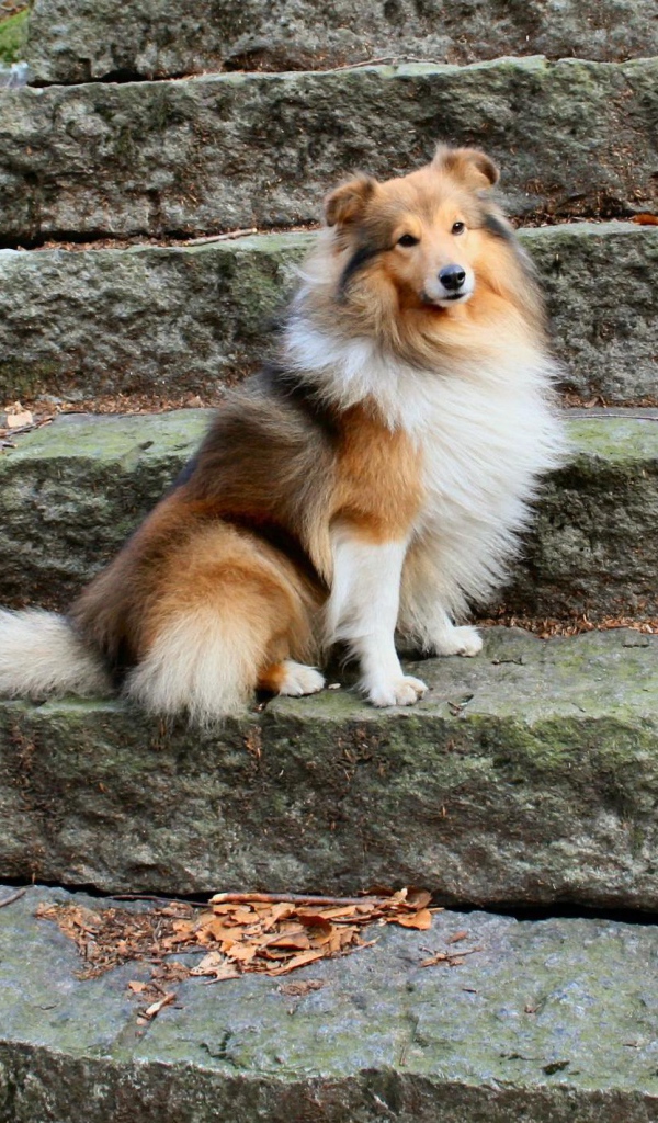 Собака породы шелти позирует на ступеньках