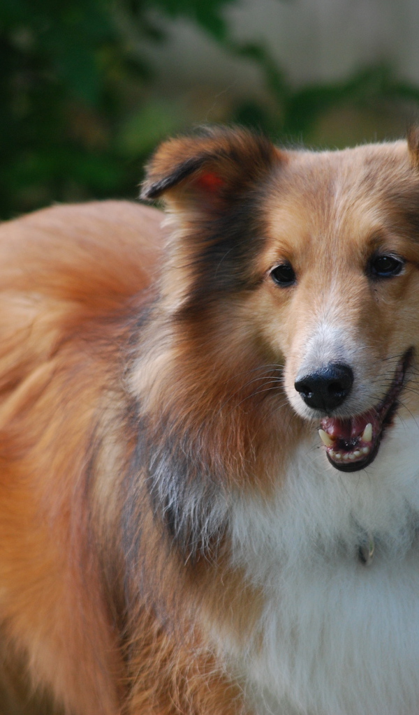 Sheltie breed dog red color