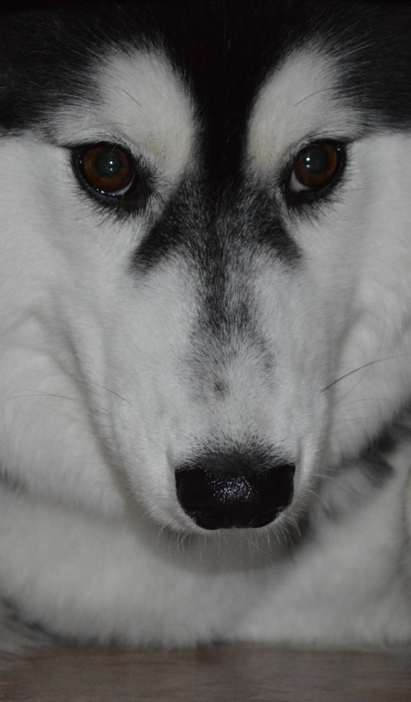 Застенчивый аляскинский маламут