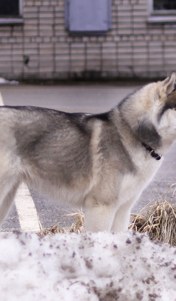 Сибирский хаски в городе